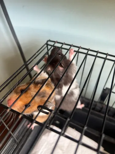 Filhotes de hamster sírio 