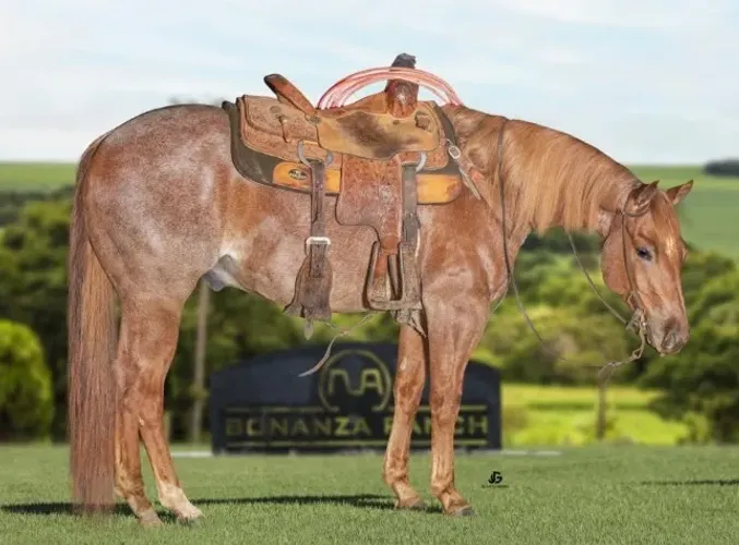 Cavalo QM Registrado