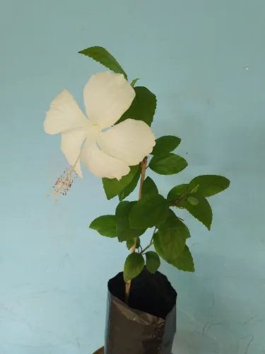 Hibisco flor vermelha e tenho branca