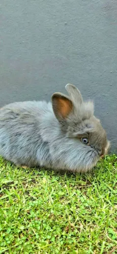 Coelhos