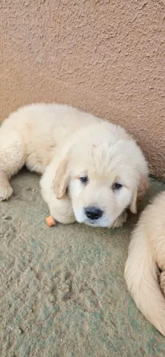 Golden lindão bem amarelinho