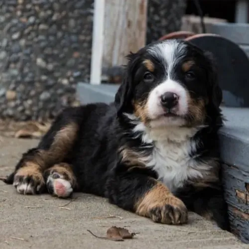 Filhotes de Bernese | Carinho garantido em cada gesto.