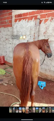 VENDE-SE cavalo manso de 3anos