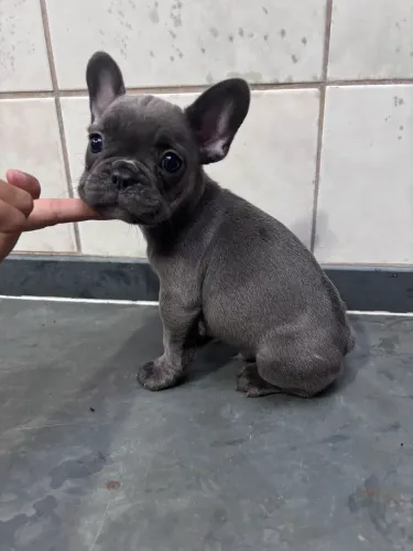 Bulldog Frances Macho Cor Blue