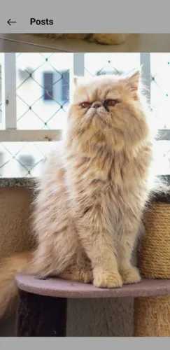 Gato Persa show procura namorada