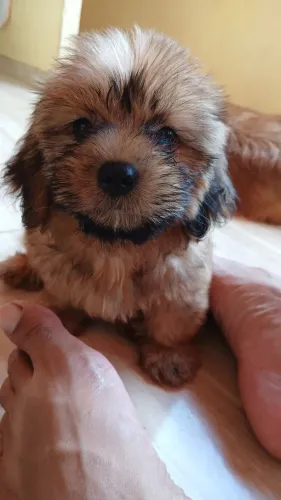 Filhote de Lhasa apso 