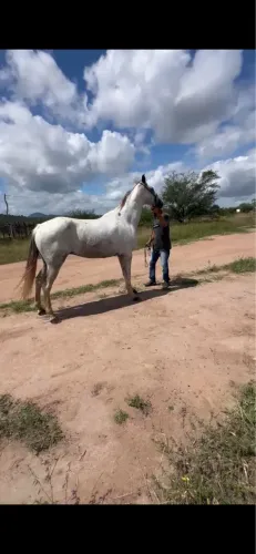 Cavalo mangalarga castrado de picado à venda