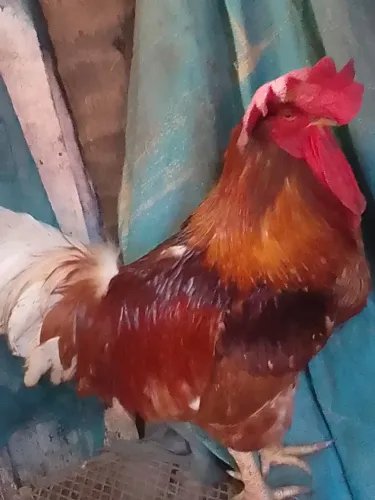 Galo Rodilan 
