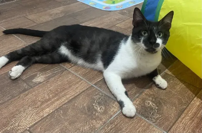 Gatinho castrado pra adoção