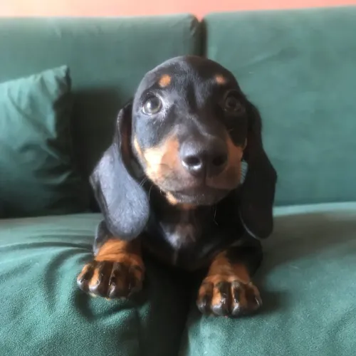Dachshund salsichinha miniatura filhotes