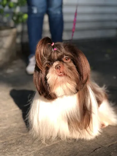 Banhista e entregador de animais domésticos