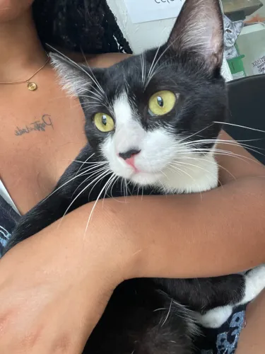 Gato Frajola 