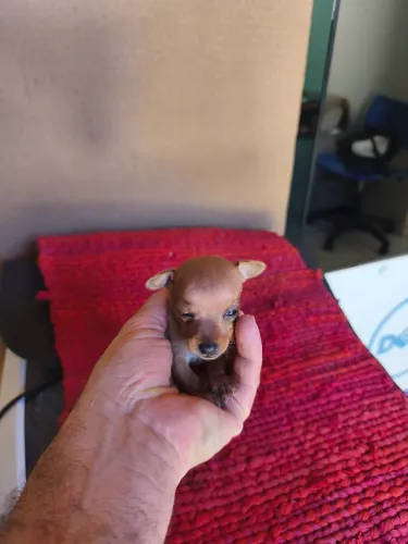 Filhotes de pinscher fêmeas 