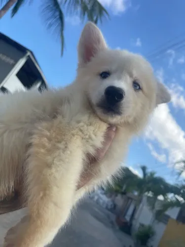 HUSCKY SIBERIANO, um olho verde outro azul