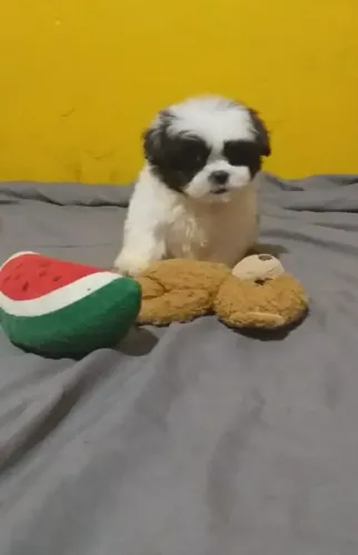 Pet animais de estimação