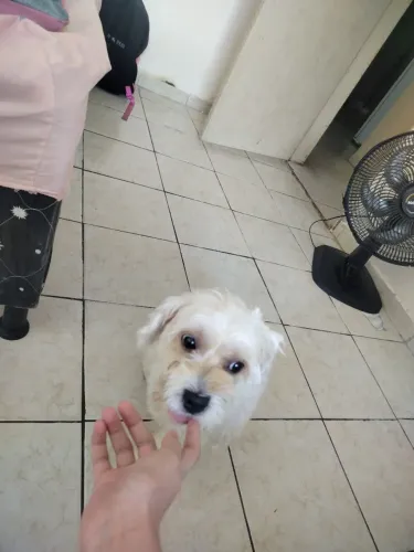 Doação de poodle 