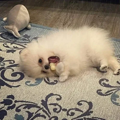 Spitz alemão Um pet que pode fazer parte da sua rotina