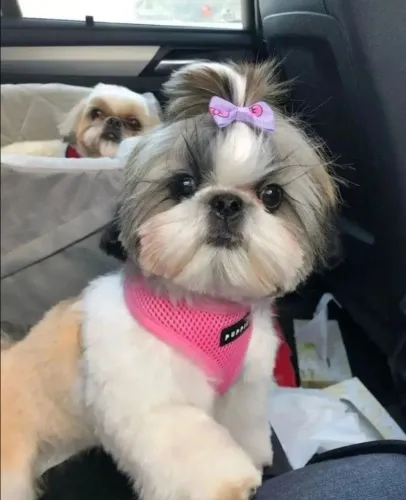 Filhotes De ShihTzu - Seus Dias Ficarão Mais Felizes Com Um Filhotinho Por Perto