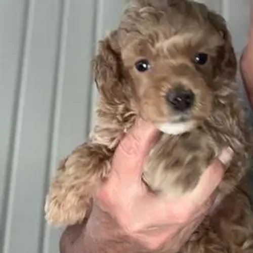 Poodle,Poodle Filhote Pronto Para Novo Lar