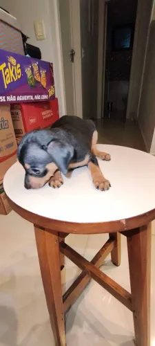 Pinscher