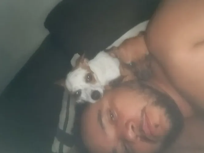Pinscher 1