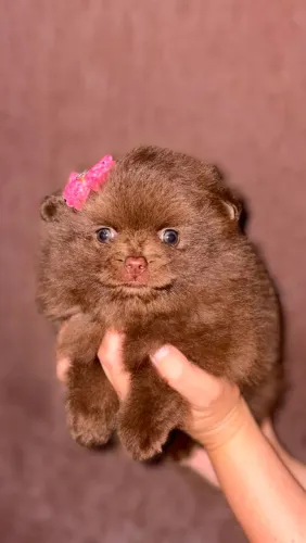 Lulu da Pomerânia