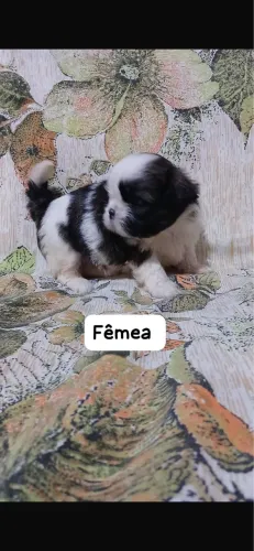 Shih-tzu femea preta e branca com 50 dias