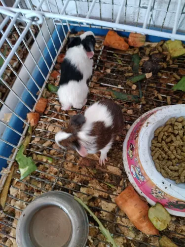Filhote de porquinho da índia <br>R$:50,00