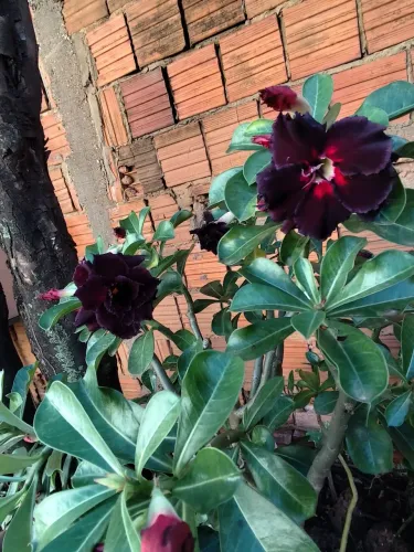 Rosa do deserto