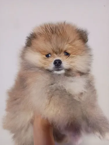 Lulu/Spitz Com Pedigree Na Mão