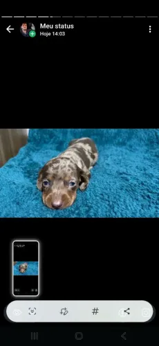 BASSET CHOCO MERLIN MACHO