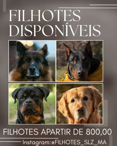 Pastor alemão / doberman / rottweiler / Golden Retriever