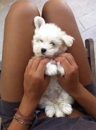 Maltês O pet que vai deixar sua rotina ainda mais feliz