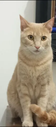 Doa -se Gatos