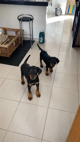 Filhote de Doberman americano fêmea