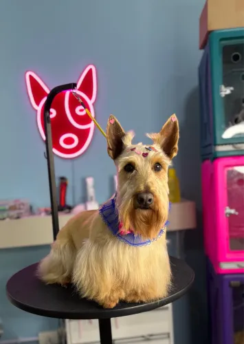 Filhote de Scottish Terrier com pedigree Cbkc