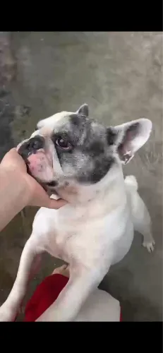 Doação de Buldogue Francês com Pedigree 