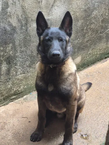 Venda de pastor belga 5 mês completo