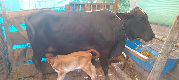 Vendo ou troco vaca boa de leite e porte