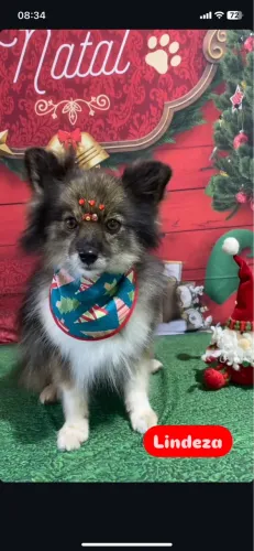 Lulu pomerania fêmea