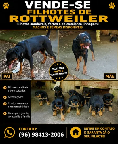 Filhotes de Rotwailler 