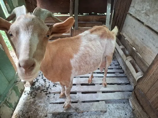 Cabra leiteira Parda Alpino