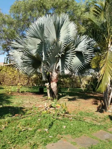 Palmeira bismarck