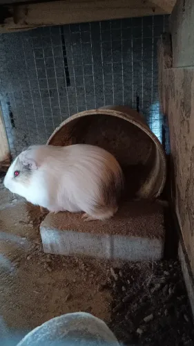 Porquinho da índia 