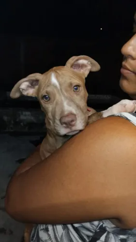 Vendo filhote de Pitbull 