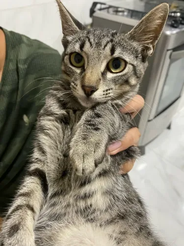 Doação de gatinho 