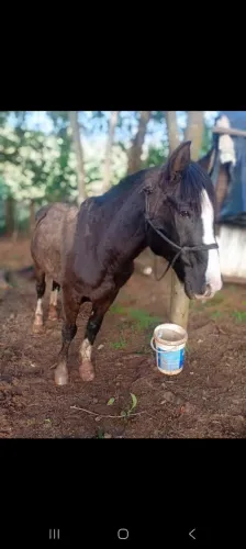 Cavalo castrado