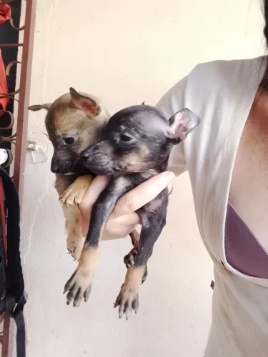 Pincher n 0 macho 