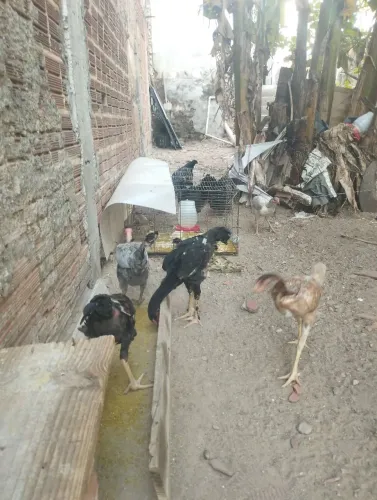 Galinhas top esse é meu whatsapp *