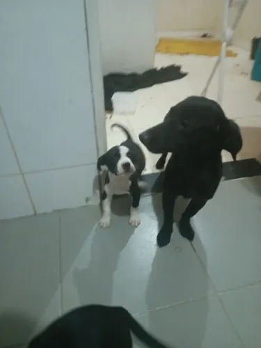 Doando 1 fêmea macho adulto juntos